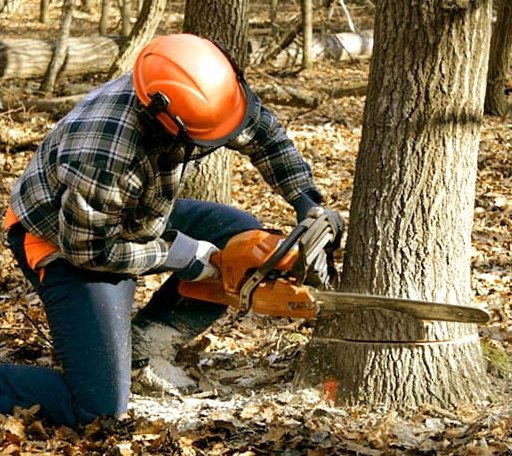 Tree Removal in Bluffton, IN